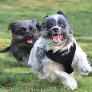 Meet your Posher, Dickie